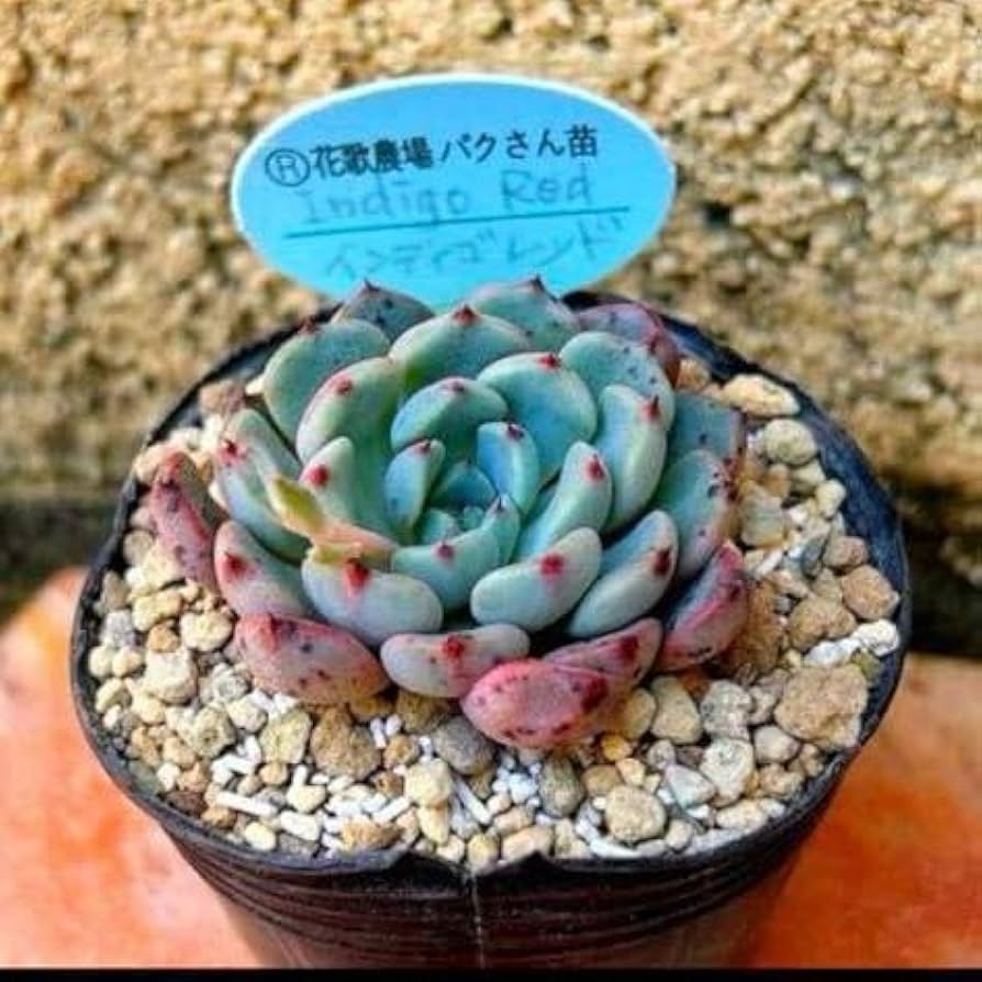 Amazon.co.jp: 多肉植物 パクさん苗 インディゴレッド 札なし : DIY Amazon.co.jp: 多肉植物 パクさん苗 インディゴレッド 札なし : DIY